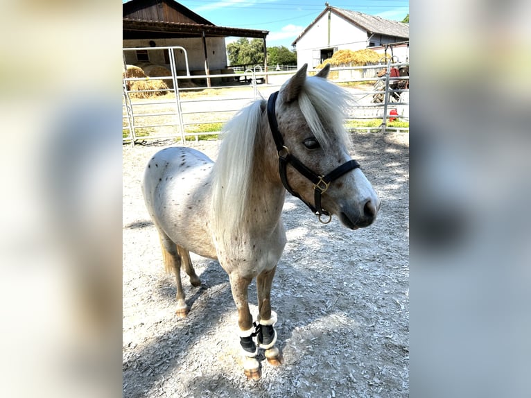 Deutsches Classic-Pony Stute 4 Jahre 105 cm Tigerschecke in Mosbach