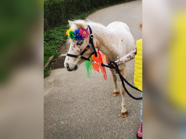 Deutsches Classic-Pony Stute 4 Jahre 105 cm Tigerschecke in Mosbach