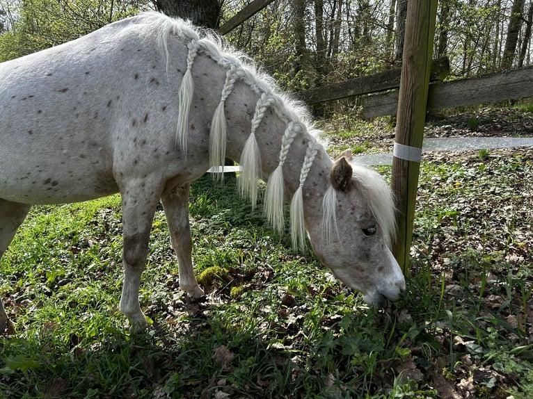 Deutsches Classic-Pony Stute 4 Jahre 105 cm Tigerschecke in Mosbach