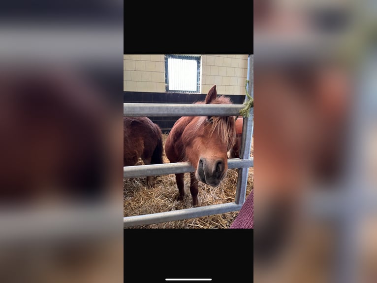 Deutsches Classic-Pony Mix Stute 8 Jahre 110 cm Fuchs in Bastorf