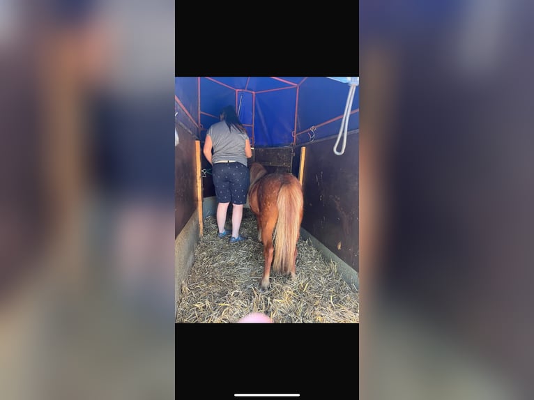 Deutsches Classic-Pony Mix Stute 8 Jahre 110 cm Fuchs in Bastorf