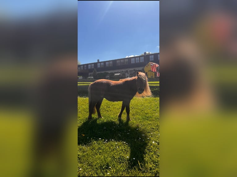 Deutsches Classic-Pony Mix Stute 8 Jahre 110 cm Fuchs in Bastorf