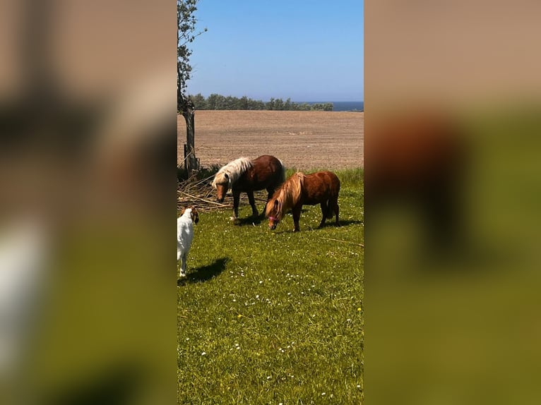 Deutsches Classic-Pony Mix Stute 8 Jahre 110 cm Fuchs in Bastorf