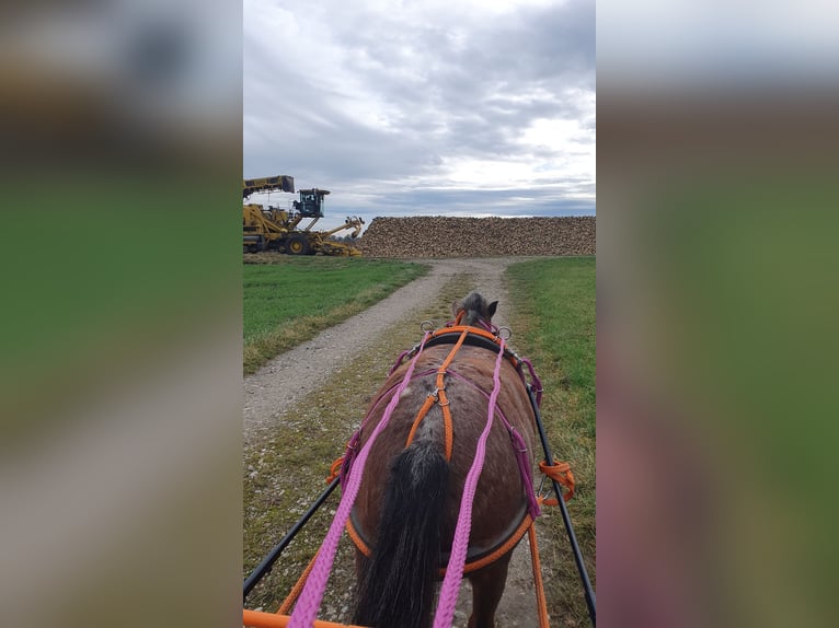 Deutsches Classic-Pony Stute 9 Jahre 107 cm Tigerschecke in München