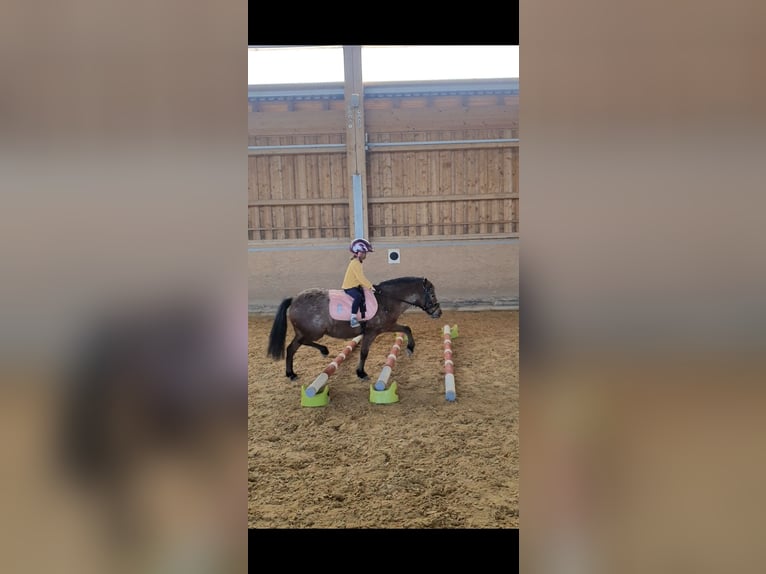 Deutsches Classic-Pony Stute 9 Jahre 107 cm Tigerschecke in München