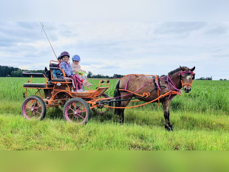 Deutsches Classic-Pony Stute 9 Jahre 107 cm Tigerschecke in München