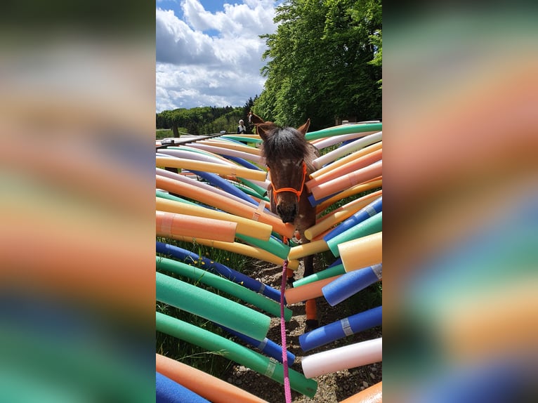 Deutsches Classic-Pony Stute 9 Jahre 107 cm Tigerschecke in München