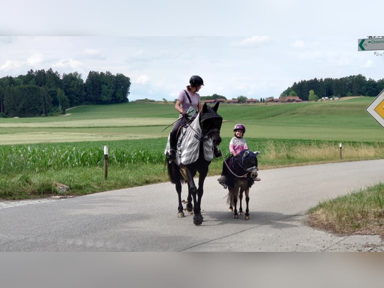 Deutsches Classic-Pony Stute 9 Jahre 107 cm Tigerschecke in München