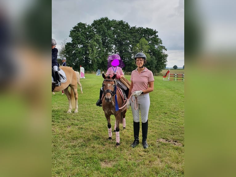 Deutsches Classic-Pony Stute 9 Jahre 107 cm Tigerschecke in München