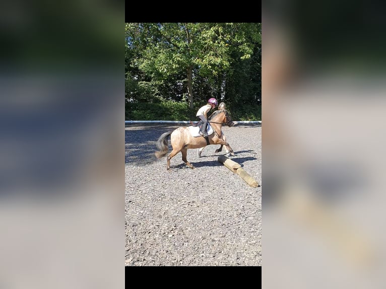 Deutsches Classic-Pony Stute 9 Jahre 107 cm Tigerschecke in München