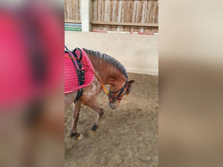 Deutsches Classic-Pony Stute 9 Jahre 107 cm Tigerschecke in München