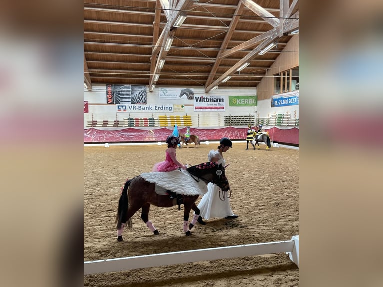 Deutsches Classic-Pony Stute 9 Jahre 107 cm Tigerschecke in München