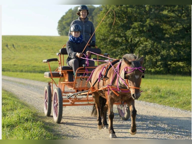 Deutsches Classic-Pony Stute 9 Jahre 107 cm Tigerschecke in München