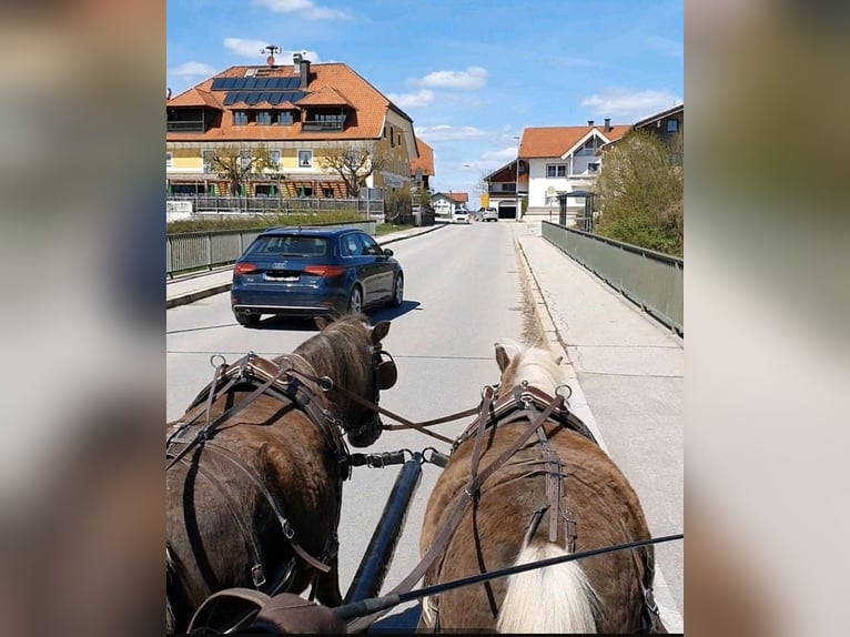 Deutsches Classic-Pony Wallach 12 Jahre 114 cm Dunkelfuchs in Freilassing