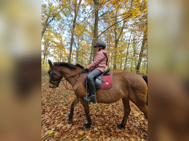 Deutsches Classic-Pony Mix Wallach 13 Jahre 146 cm Brauner in Britz