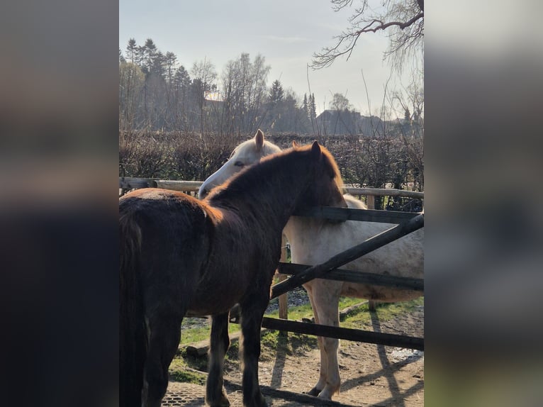 Deutsches Classic-Pony Mix Wallach 15 Jahre 138 cm Dunkelfuchs in Hauset
