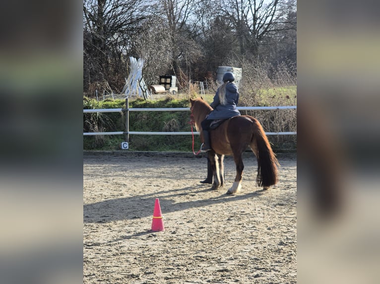 Deutsches Classic-Pony Mix Wallach 15 Jahre 138 cm Dunkelfuchs in Hauset