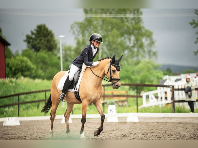 Deutsches Classic-Pony Wallach 15 Jahre 148 cm Buckskin in Sigtuna