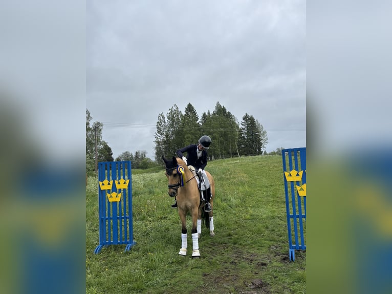 Deutsches Classic-Pony Wallach 15 Jahre 148 cm Buckskin in Sigtuna