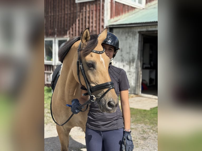 Deutsches Classic-Pony Wallach 15 Jahre 148 cm Buckskin in Sigtuna