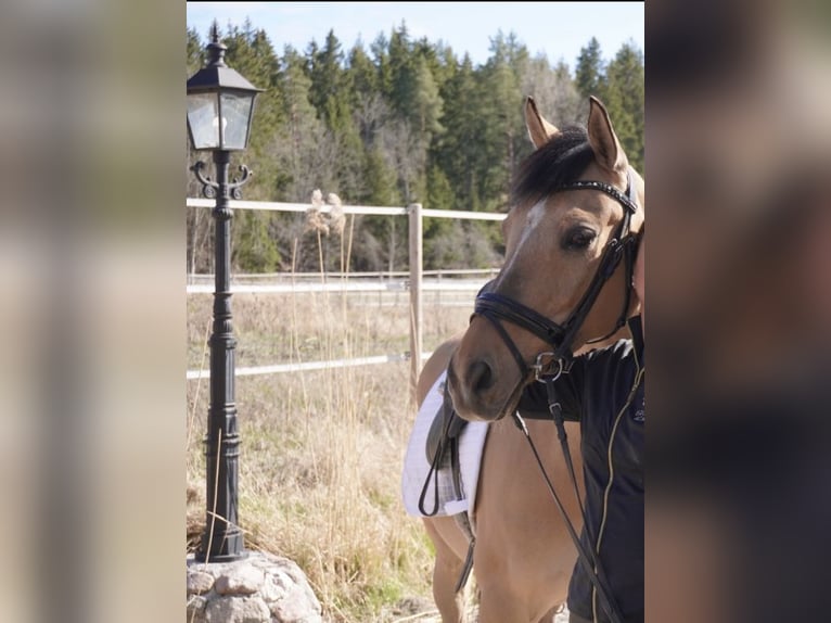Deutsches Classic-Pony Wallach 15 Jahre 148 cm Buckskin in Sigtuna