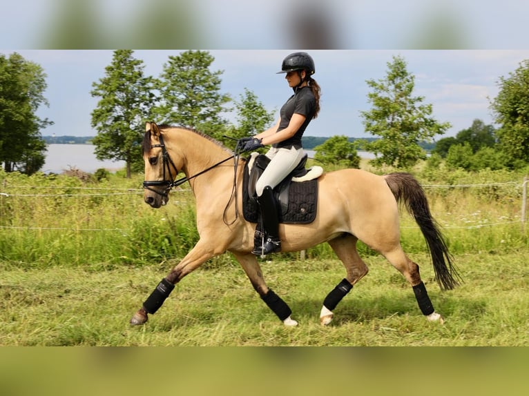 Deutsches Classic-Pony Wallach 15 Jahre 148 cm Buckskin in Sigtuna