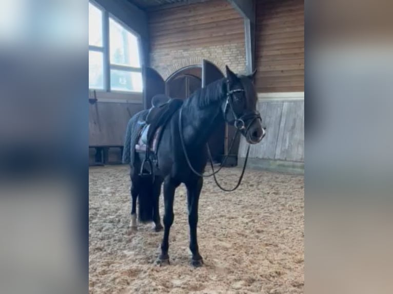 Deutsches Classic-Pony Wallach 16 Jahre 147 cm Rappe in billund