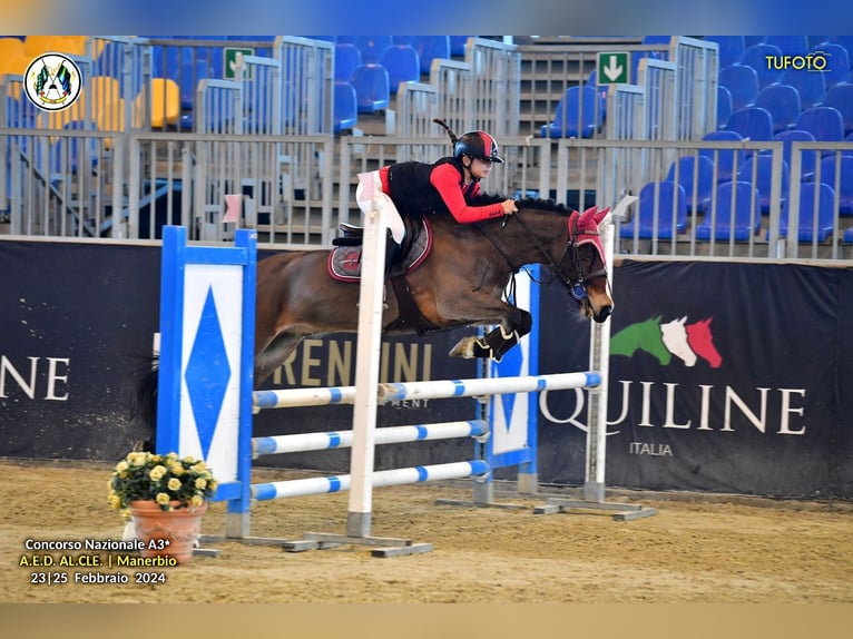 Deutsches Classic-Pony Wallach 17 Jahre 148 cm Brauner in Alessandria