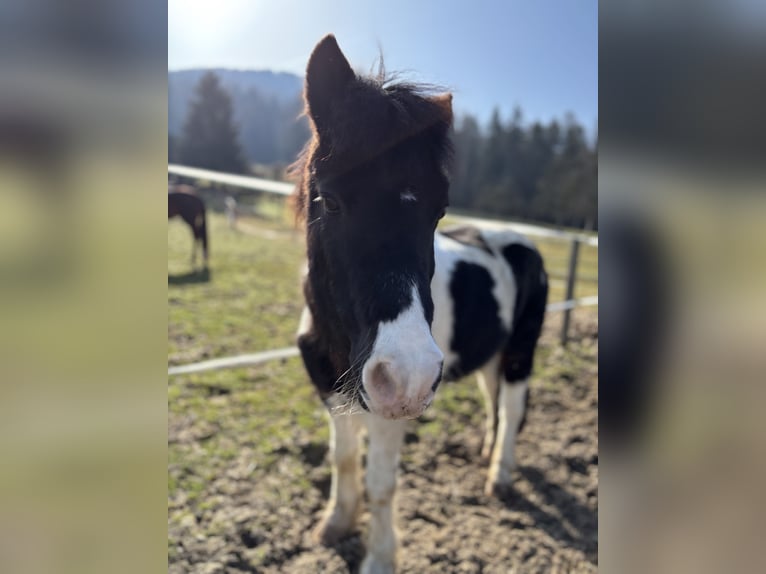 Deutsches Classic-Pony Wallach 22 Jahre 126 cm Tobiano-alle-Farben in Pettenbach