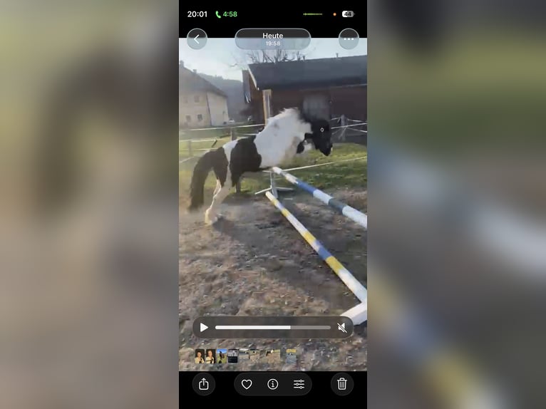 Deutsches Classic-Pony Wallach 22 Jahre 126 cm Tobiano-alle-Farben in Pettenbach