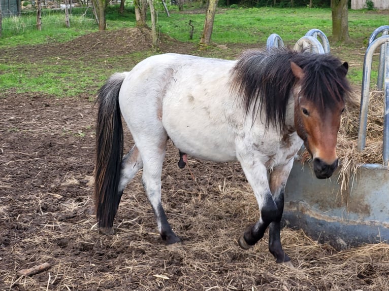 Deutsches Classic-Pony Mix Wallach 2 Jahre 120 cm in Obere Warnow Ortsteil Grebbin