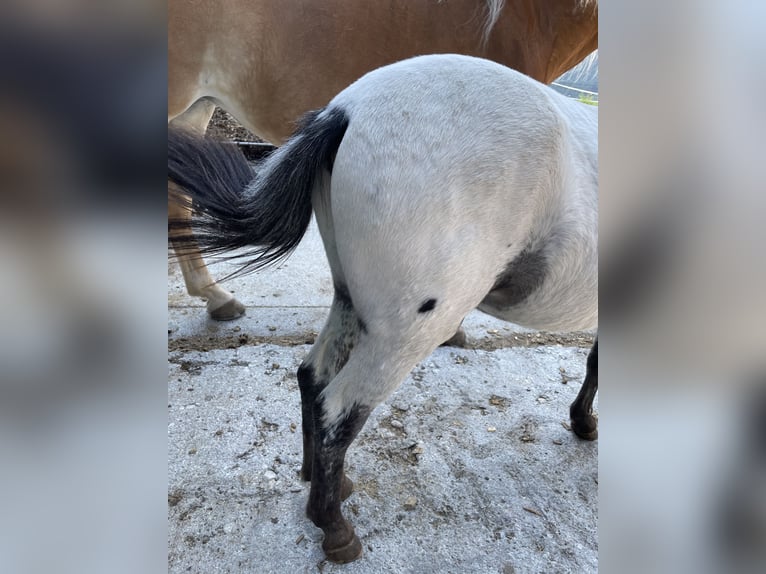 Deutsches Classic-Pony Mix Wallach 2 Jahre 135 cm Tigerschecke in Hollersbach