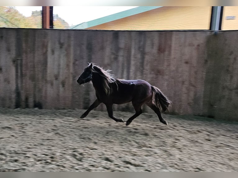 Deutsches Classic-Pony Wallach 3 Jahre 106 cm Dunkelfuchs in Heideland