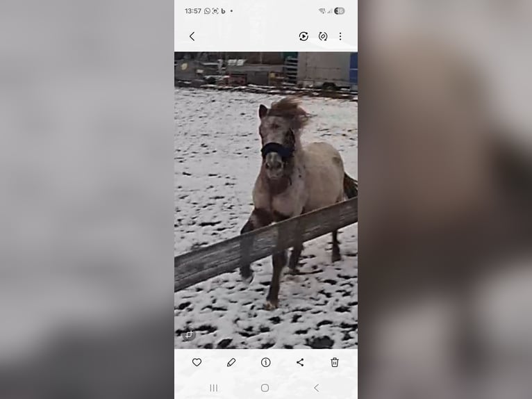 Deutsches Classic-Pony Mix Wallach 3 Jahre 110 cm in Eschweiler