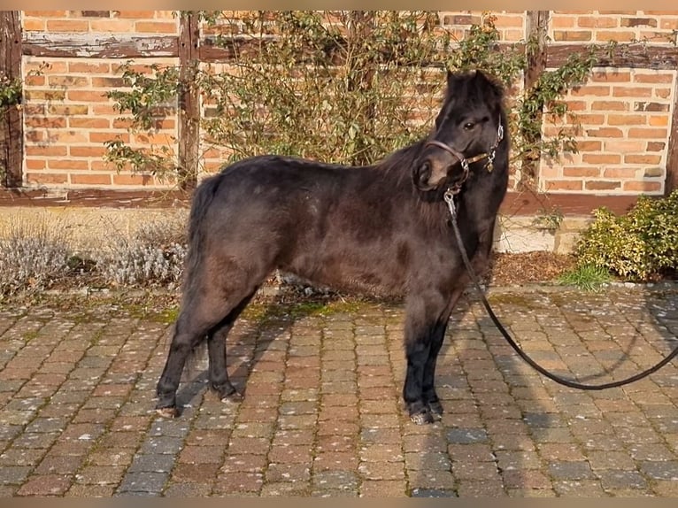 Deutsches Classic-Pony Wallach 4 Jahre 105 cm Schwarzbrauner in Uslar-Fürstenhagen