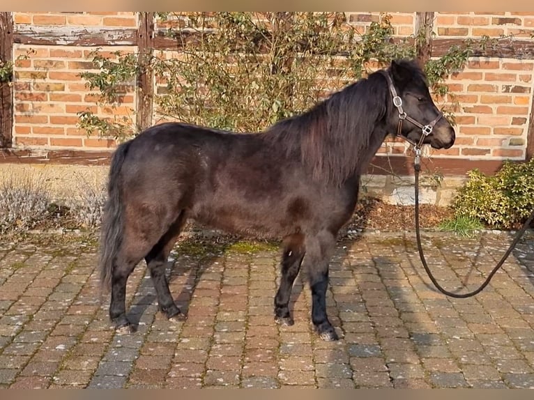 Deutsches Classic-Pony Wallach 4 Jahre 105 cm Schwarzbrauner in Uslar-Fürstenhagen