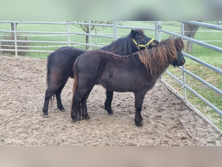 Deutsches Classic-Pony Wallach 4 Jahre 105 cm Schwarzbrauner in Uslar-Fürstenhagen