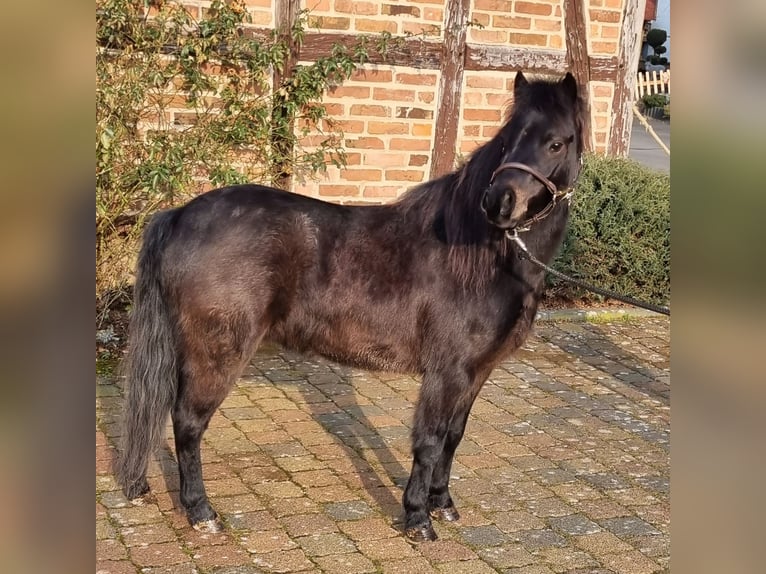 Deutsches Classic-Pony Wallach 4 Jahre 105 cm Schwarzbrauner in Uslar-Fürstenhagen