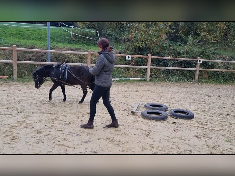 Deutsches Classic-Pony Wallach 4 Jahre 105 cm Schwarzbrauner in Uslar-Fürstenhagen