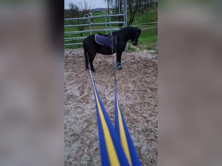 Deutsches Classic-Pony Wallach 4 Jahre 105 cm Schwarzbrauner in Uslar-Fürstenhagen