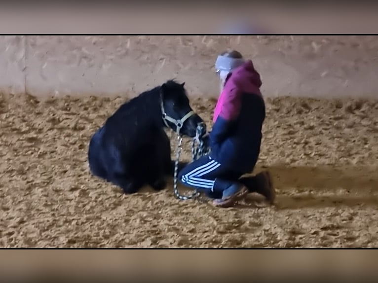 Deutsches Classic-Pony Wallach 4 Jahre 105 cm Schwarzbrauner in Uslar-Fürstenhagen