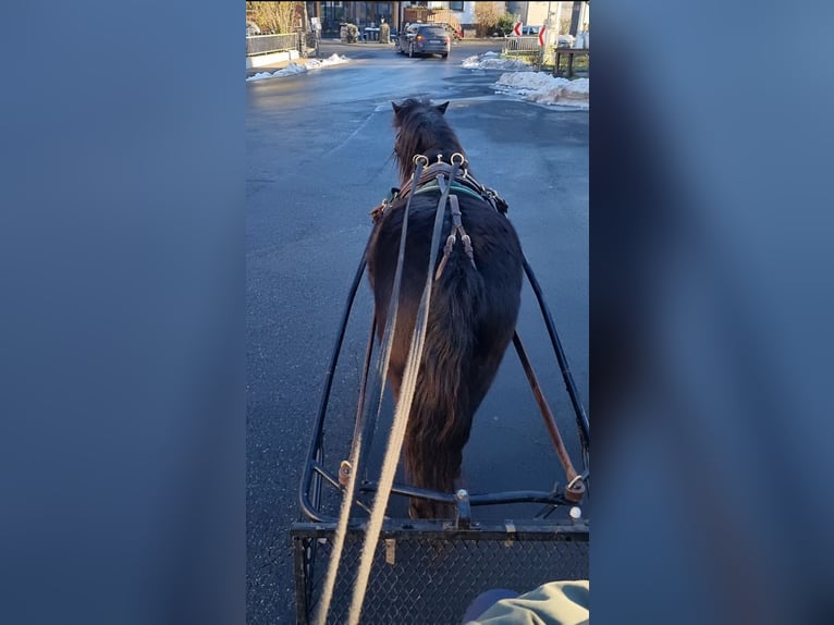 Deutsches Classic-Pony Wallach 4 Jahre 105 cm Schwarzbrauner in Uslar-Fürstenhagen