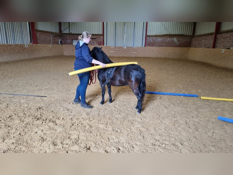 Deutsches Classic-Pony Wallach 4 Jahre 105 cm Schwarzbrauner in Uslar-Fürstenhagen