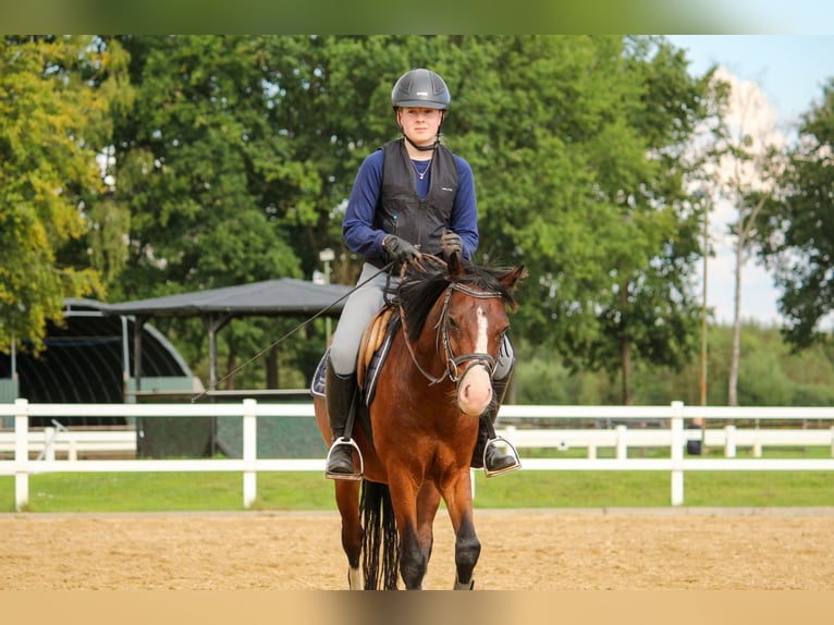 Deutsches Classic-Pony Wallach 4 Jahre 135 cm Brauner in Bremerv&#xF6;rde