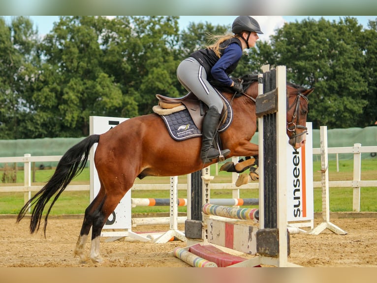 Deutsches Classic-Pony Wallach 4 Jahre 135 cm Brauner in Bremerv&#xF6;rde
