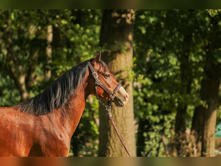 Deutsches Classic-Pony Wallach 4 Jahre 135 cm Brauner in Bremerv&#xF6;rde