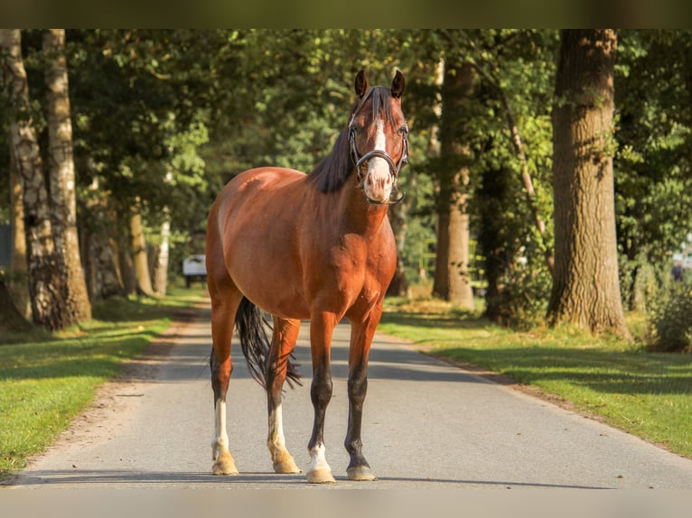Deutsches Classic-Pony Wallach 4 Jahre 135 cm Brauner in Bremerv&#xF6;rde