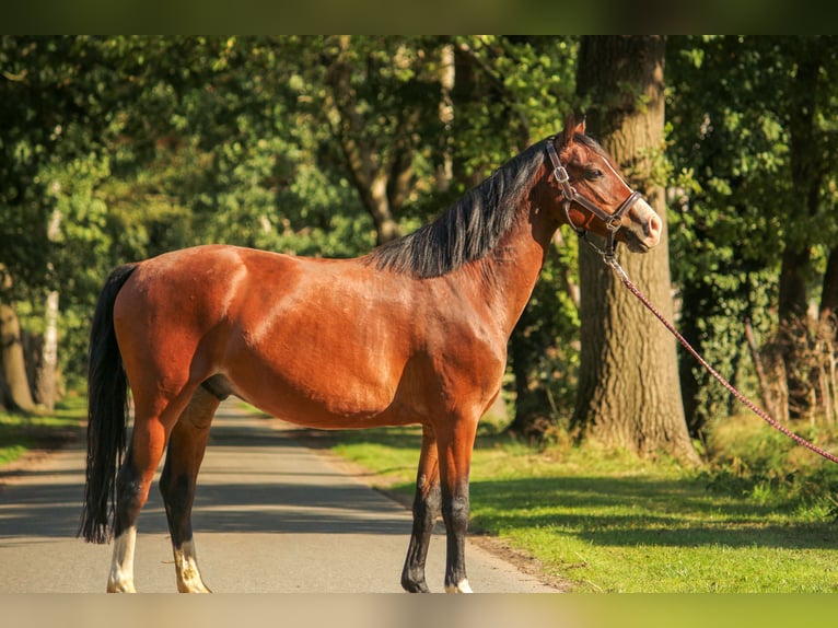 Deutsches Classic-Pony Wallach 4 Jahre 135 cm Brauner in Bremerv&#xF6;rde