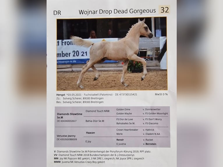 Deutsches Classic-Pony Wallach 4 Jahre 150 cm Palomino in Mietingen