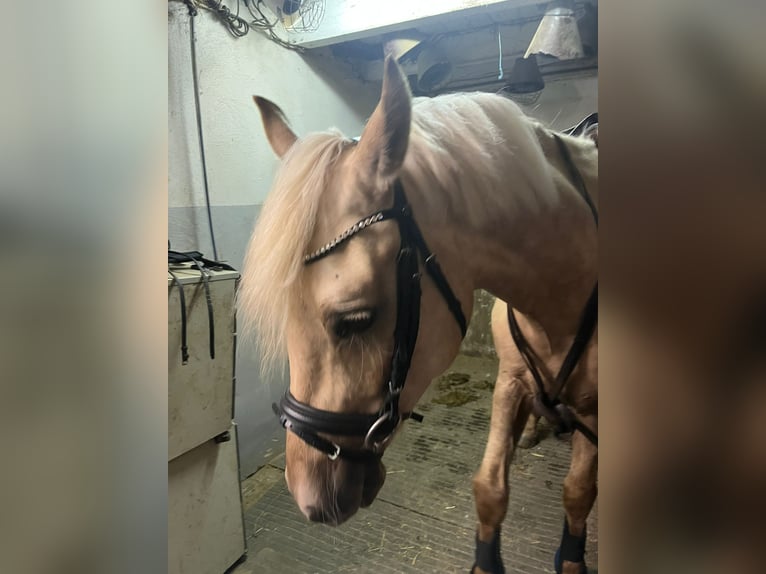 Deutsches Classic-Pony Wallach 4 Jahre 150 cm Palomino in Mietingen